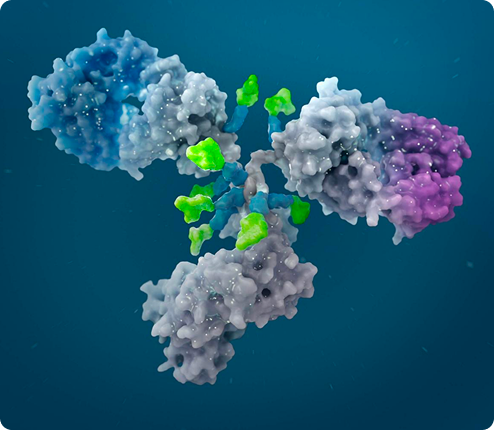 3D rendering of an antibody protein with colorful molecular structures