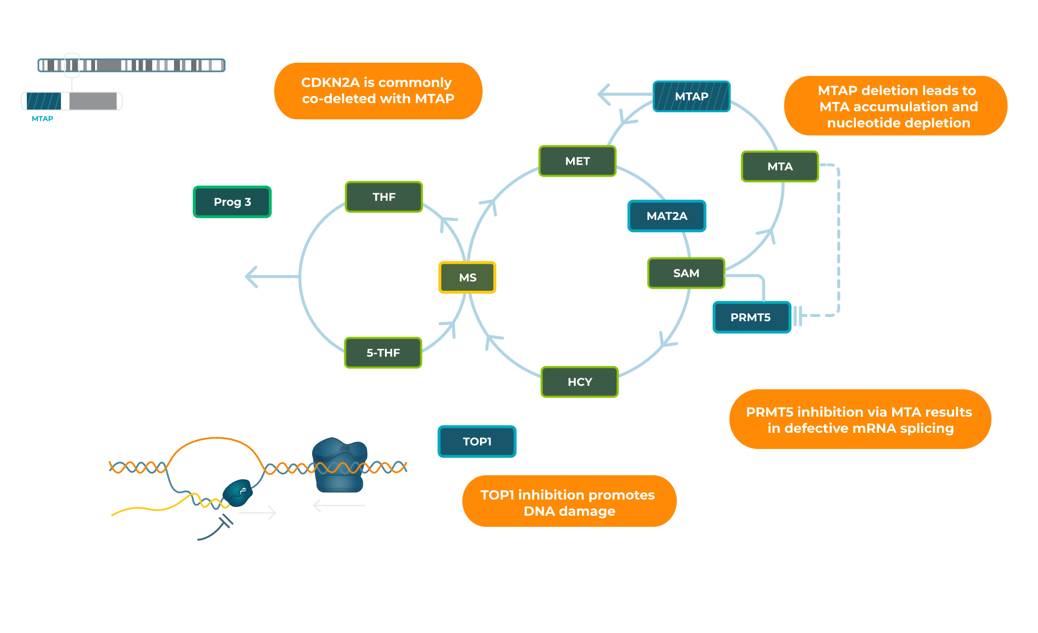 Diagram showing the DNA damage repair cycle with labeled repair proteins and pathways.