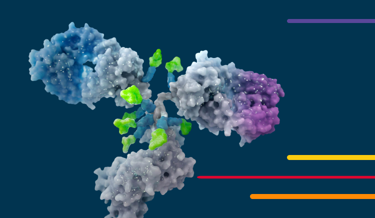 3D illustration of an antibody molecule with colored regions on a blue background.